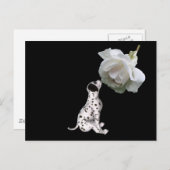 Beauty Innocence Dalmatiner und Rose Postkarte (Vorne/Hinten)