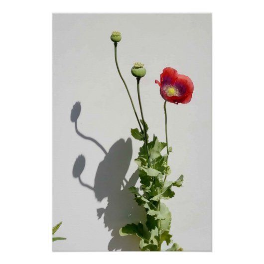 Beauty is also the Beast. Poster (Vorderseite)