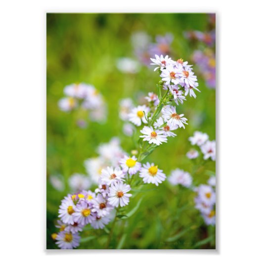 Beauty Line Foto (Vorne)