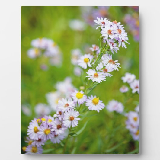 Beauty Line Plaque Fotoplatte (Vorderseite)