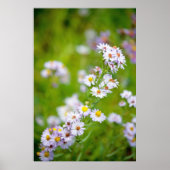 Beauty Line Poster (Vorne)