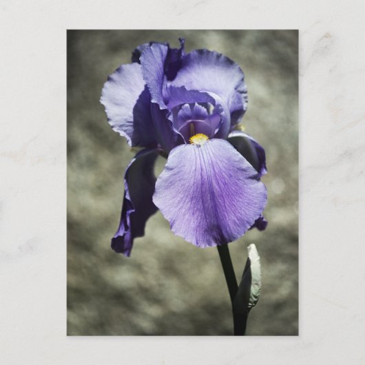 Beauty Postcard Postkarte (Vorderseite)