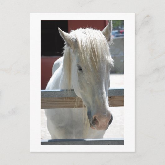 Beauty Postkarte (Vorderseite)