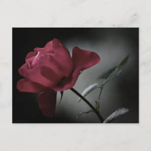 Beauty-Postkarte der Liebe Postkarte