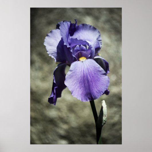 Beauty Print Poster (Vorne)