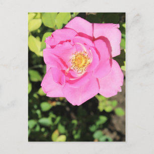 Beauty Rose Nr. 7 Postkarte