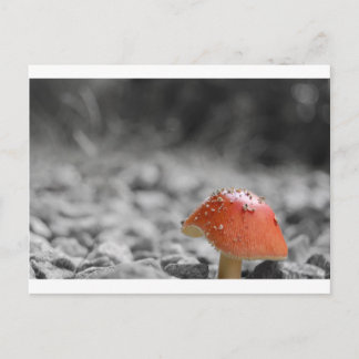 Beauty Shroom Postkarte