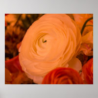 Beauty Surround 20 x 16 Achival Paper Poster