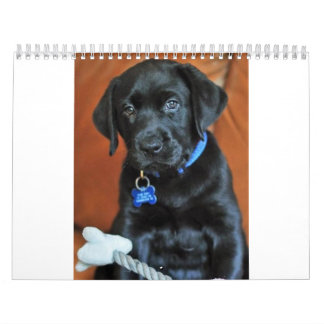 beauty-the-labrador-retriever_42196_2010-02-24_w45 kalender