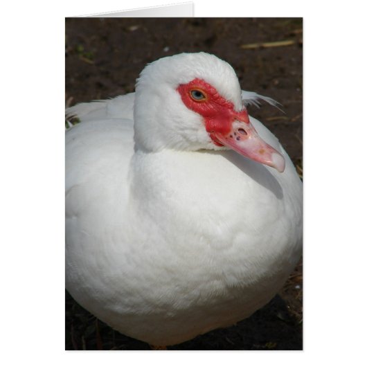 Beauty the Muscovy Hen (Vorne)