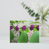 Beautyberry - Verbena Postkarte (Stehend Vorderseite)