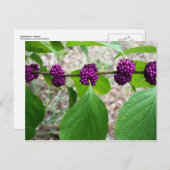 Beautyberry - Verbena Postkarte (Vorne/Hinten)