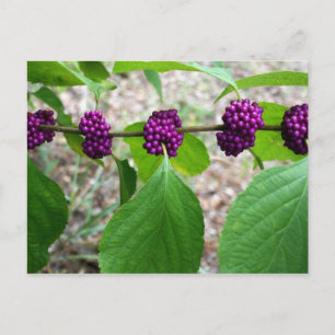 Beautyberry - Verbena Postkarte