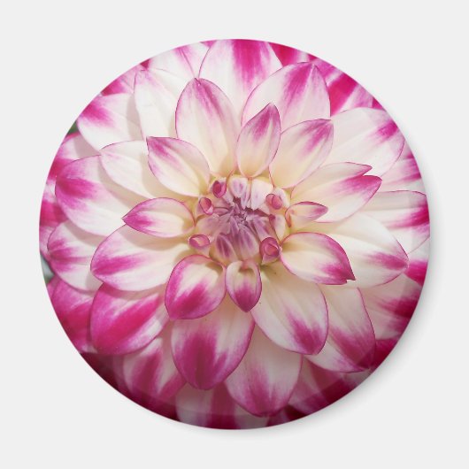 Beaux Magnet (Vorne)