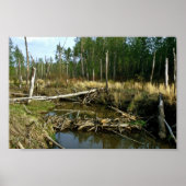 Beaver Dam Poster (Vorne)