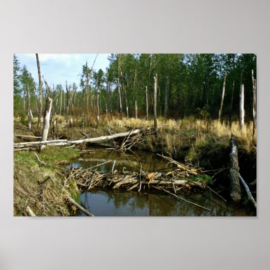 Beaver Dam Poster (Vorne)