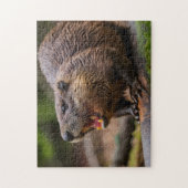 Beaver Jigsaw Puzzles (Vertikal)