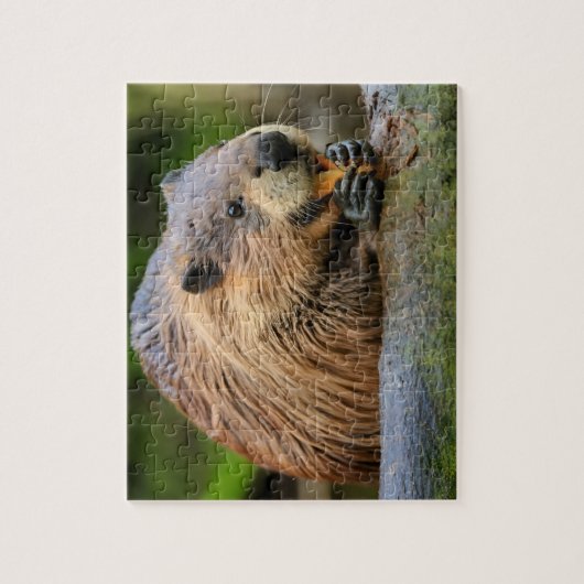 Beaver Jigsaw Puzzles Ai (Vertikal)