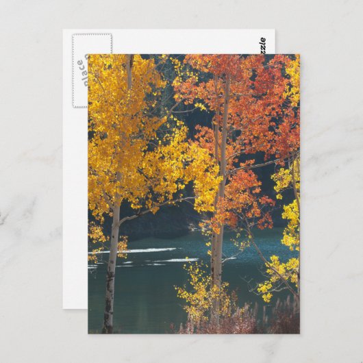 Beaver Lake (Mesa Lakes) in Autumn Postkarte (Vorne/Hinten)
