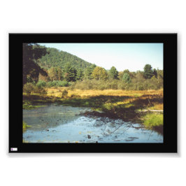 Beaver Pond Foto Print