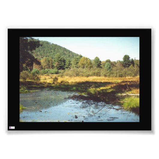 Beaver Pond Foto Print (Vorne)