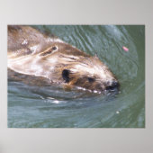 Beaver poster (Vorne)