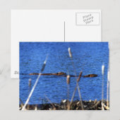 Beaver Postkarte (Vorne/Hinten)