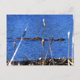Beaver Postkarte