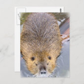 Beaver Postkarte (Vorne/Hinten)