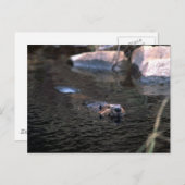 Beaver Postkarte (Vorne/Hinten)