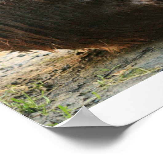 Beaver Sunset Poster (Ecke)