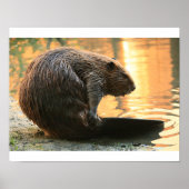 Beaver Sunset Poster (Vorne)