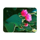 Beavertail Cactus Blume Magnet (Horizontal)