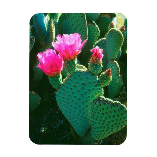 Beavertail Cactus Blume Magnet (Vertikal)