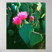 Beavertail Cactus Blume Poster (Vorne)