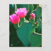 Beavertail Cactus Blume Postkarte (Vorderseite)