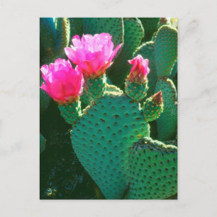 Beavertail Cactus Blume Postkarte