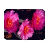 Beavertail Cactus Flowers 2 Magnet (Horizontal)