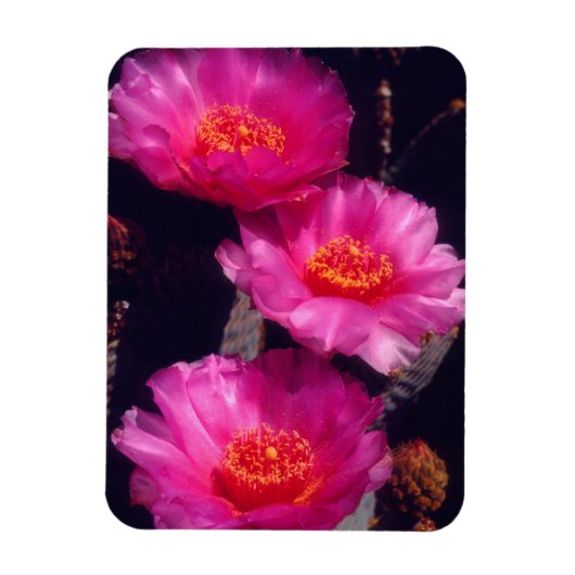 Beavertail Cactus Flowers 2 Magnet (Vertikal)