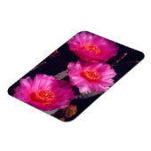 Beavertail Cactus Flowers 2 Magnet (Linke Seite)