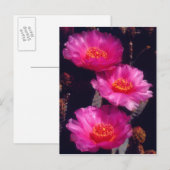 Beavertail Cactus Flowers 2 Postkarte (Vorne/Hinten)