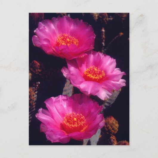 Beavertail Cactus Flowers 2 Postkarte (Vorderseite)