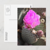 Beavertail Cactus Postcard Postkarte (Vorne/Hinten)