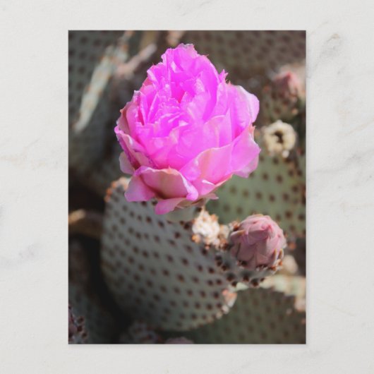 Beavertail Cactus Postcard Postkarte (Vorderseite)