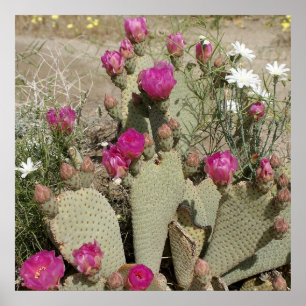 Beavertail Cactus Poster