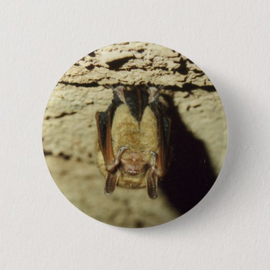 Becken Button (Vorderseite)