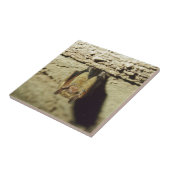 Becken Fliese (Seite)