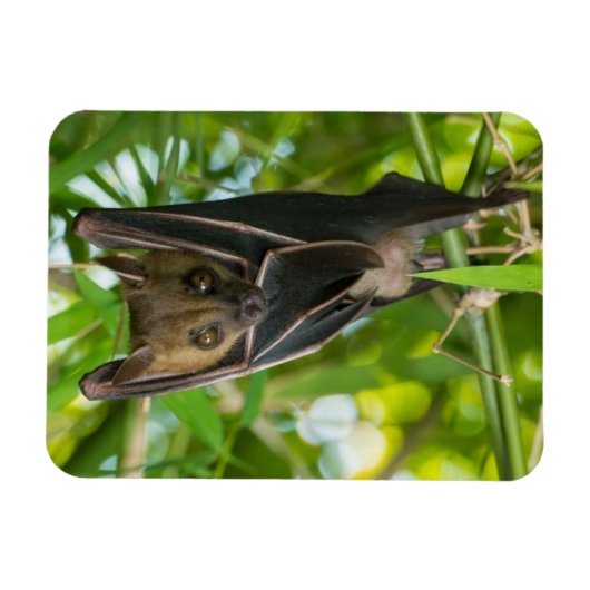 Becken Magnet (Horizontal)