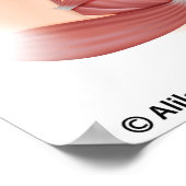 Becken und Perineummuskeln, gekennzeichnet Poster (Ecke)