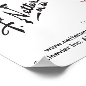 Beckendiaphragma von Netter - beschriftete Grafik Poster (Ecke)